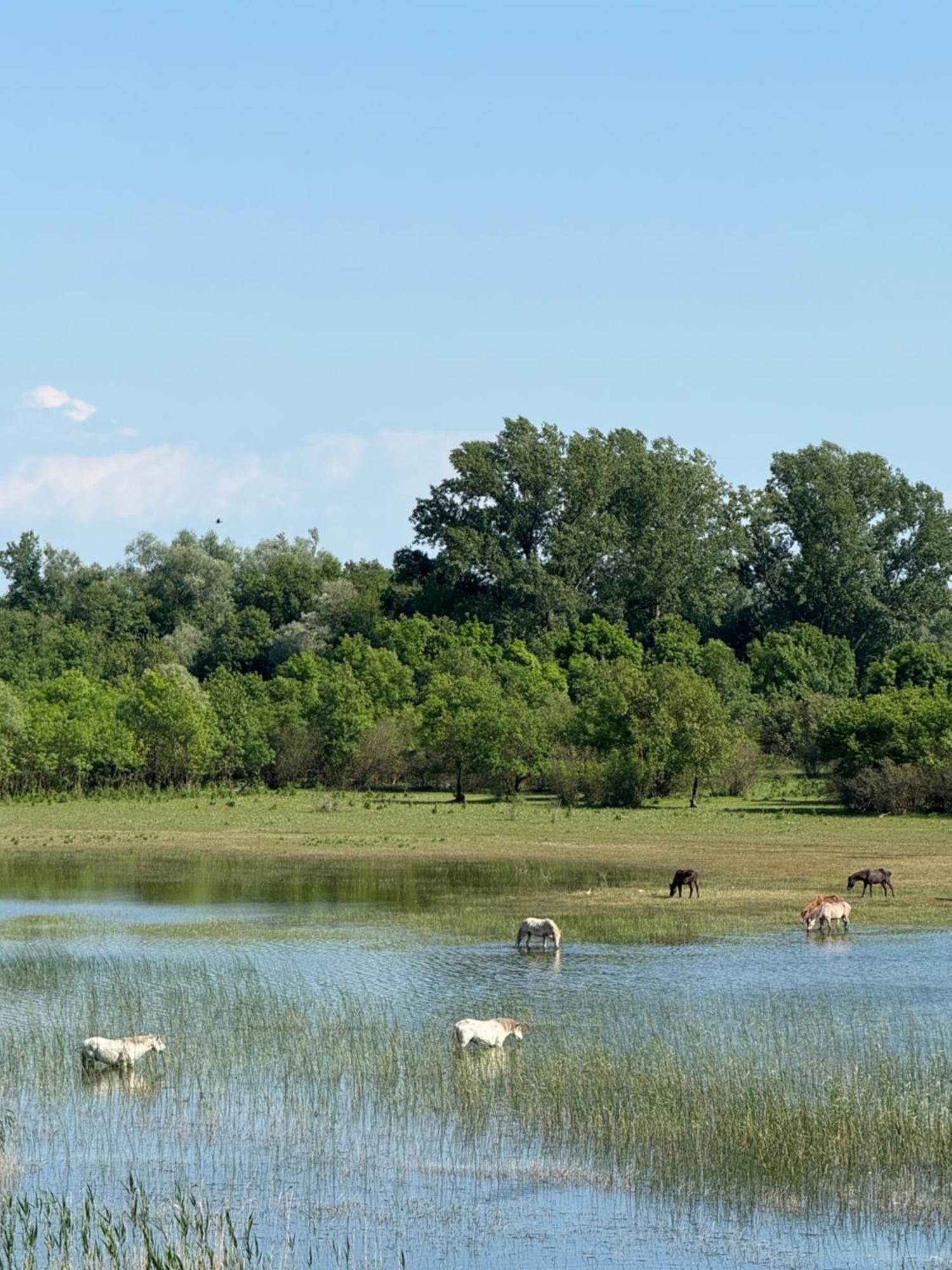 Lake Skadar Paradise Dodosi 外观 照片