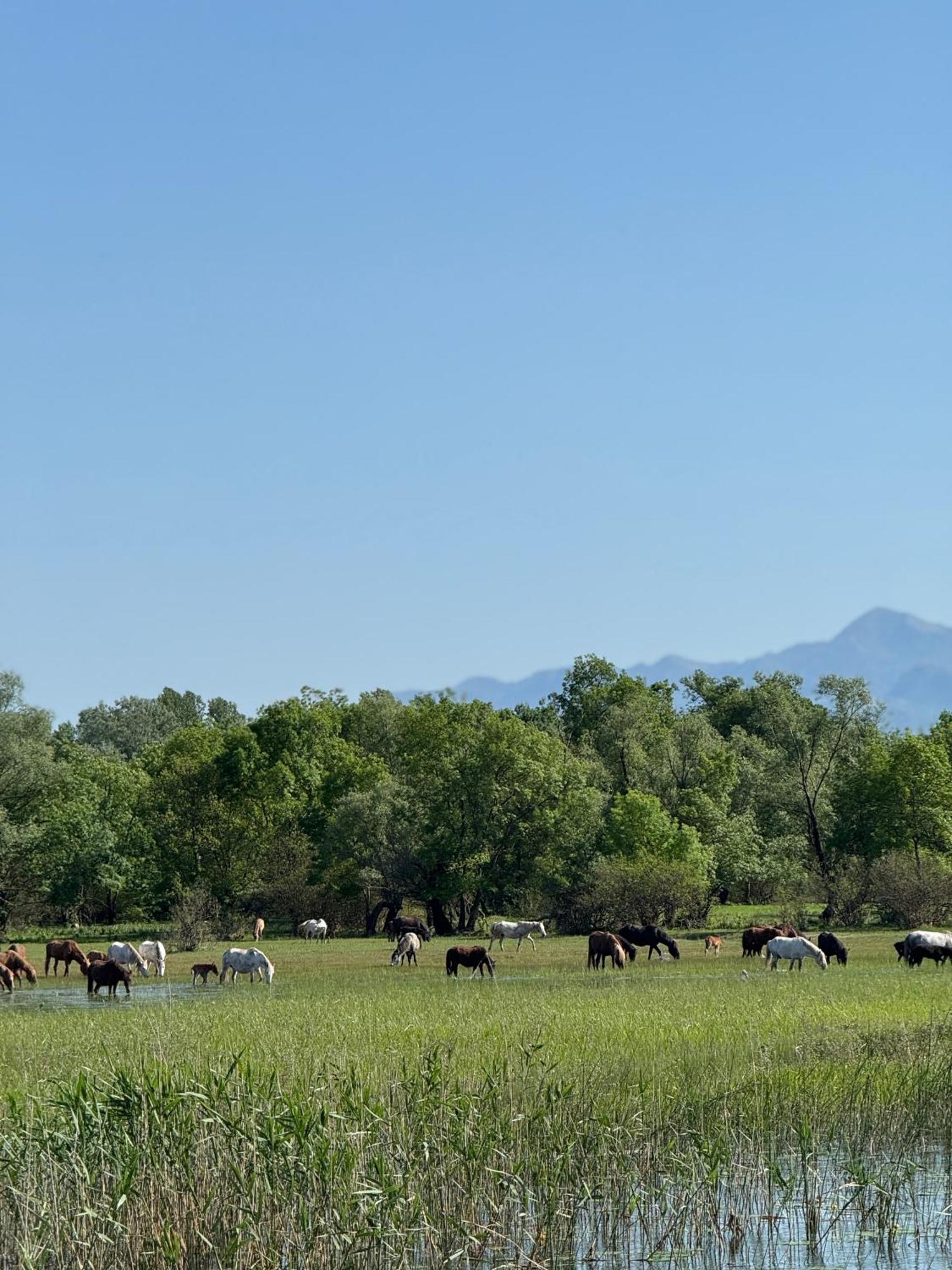Lake Skadar Paradise Dodosi 外观 照片